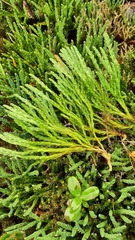 Diphasiastrum complanatum