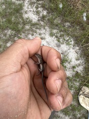 Aspidoscelis sexlineatus