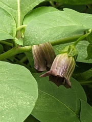 Atropa belladonna