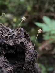 Mycena picta