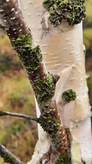 Melanohalea exasperatula