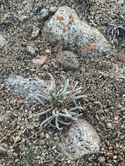 Ivesia santolinoides