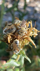 Apinae