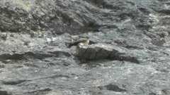 Ptyonoprogne rupestris