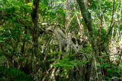 Ficus cotinifolia