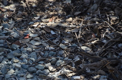 Aspidoscelis hyperythrus beldingi