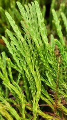 Diphasiastrum complanatum