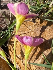 Oxalis fergusonae