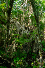 Ficus cotinifolia