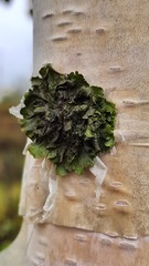 Melanohalea exasperatula