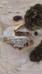 Melanohalea exasperatula