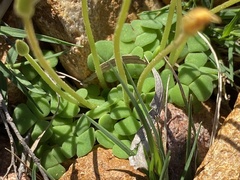 Oxalis fergusonae