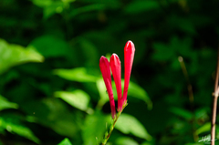 Spigelia colimensis