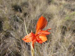 Gladiolus