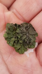 Melanohalea exasperatula