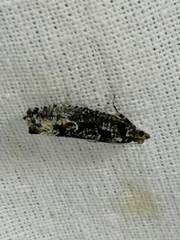 Epinotia maculana