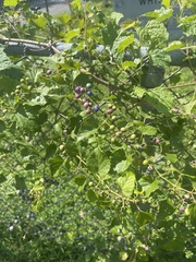Ampelopsis