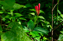 Spigelia colimensis