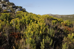 Leucadendron laureolum