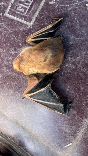 Eastern Red Bat photographed in South Dakota