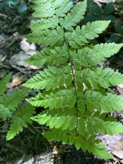 Dryopteris