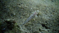 Gobiidae