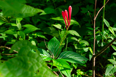 Spigelia colimensis