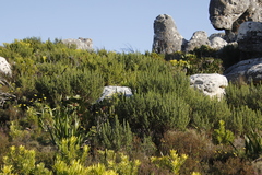 Cliffortia