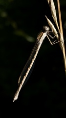 Sympecma fusca