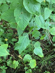 Helianthus decapetalus