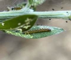 Uresiphita reversalis