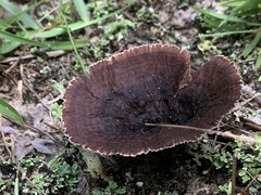 Thelephora terrestris