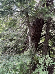 Abies amabilis