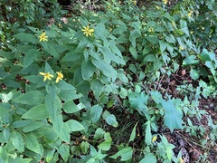 Helianthus decapetalus