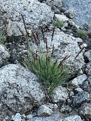 Trisetum spicatum