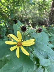 Helianthus decapetalus