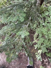 Abies amabilis