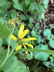 Helianthus decapetalus