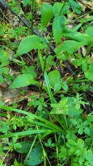 Symphyotrichum ciliolatum