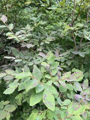 Vaccinium alaskaense
