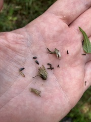 Helianthus decapetalus