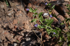 Trichostema brachiatum