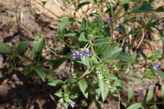 Trichostema brachiatum