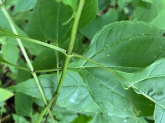 Helianthus decapetalus
