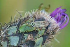 Oncotylus viridiflavus