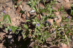 Trichostema brachiatum