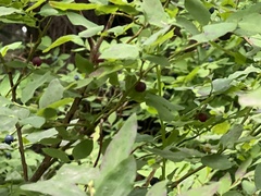 Vaccinium alaskaense