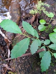 Ulmus alata