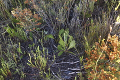 Protea acaulos