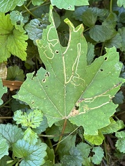 Phyllocnistis vitifoliella